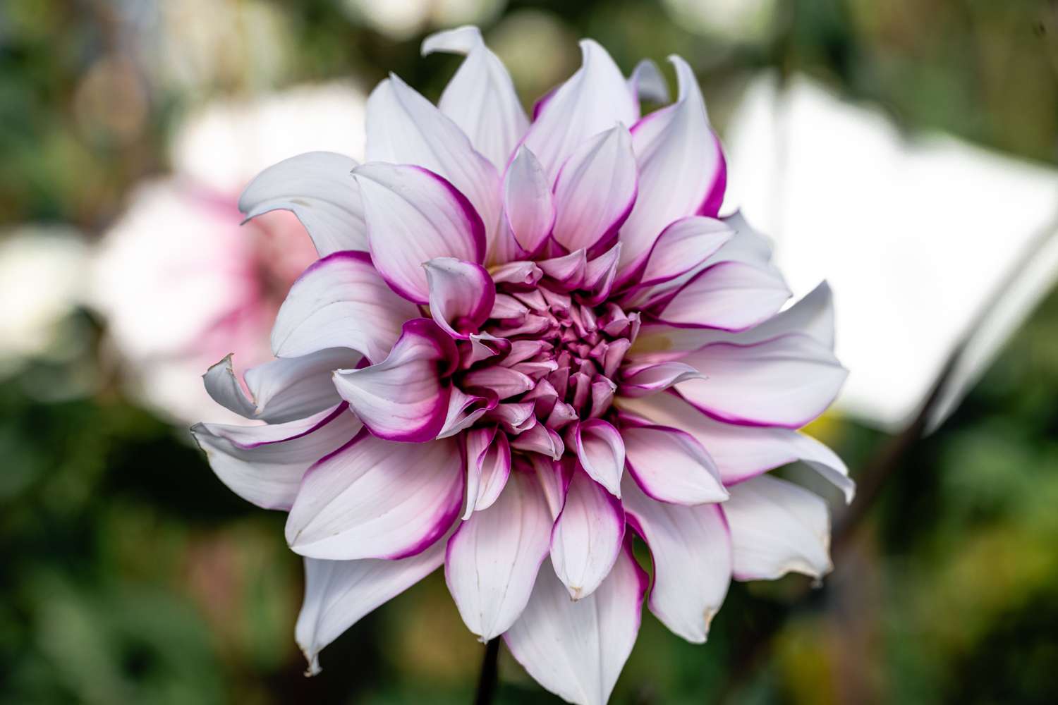 Daalia 'Radegast'